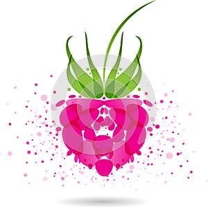 Raspberries splash vector