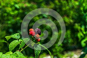 Raspberries in the sun with background in shade