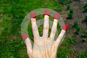 Raspberries on the tips of thin female fingers