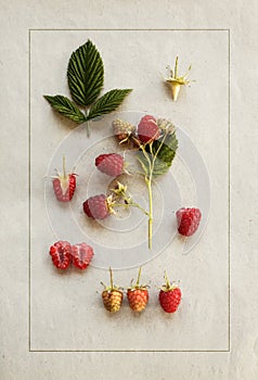 Raspberries on vintage paper. Botanical illustration.