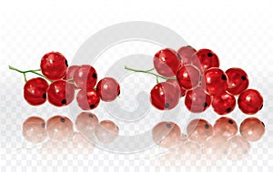 Raspberries on a white transparent background. Vector illustration