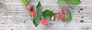 Raspberries on a wooden background. Banner size with copy space. Top view of ripe berries. Flat lay.