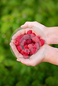 raspberries in your hand