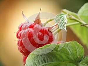 Raspberry photo