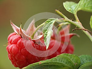 Raspberry photo