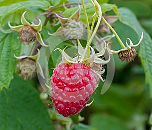 Raspberry