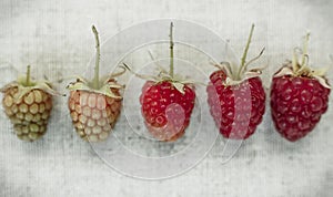 Raspberry background. Different kind of ripeness of raspberry.