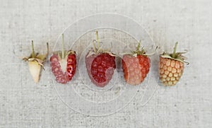 Raspberry background. Different kind of ripeness of raspberry.