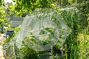Raspberry bed is covered with a protective net from birds. protection of berry crops in the garden