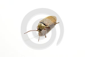 The raspberry beetle, or common raspberry beetle, is a species of raspberry beetle.