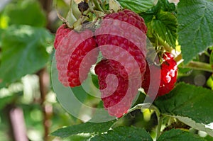 Raspberry berries on a branch on a bush close up