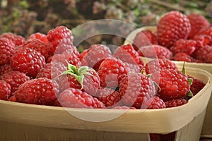 Raspberry berries close-up