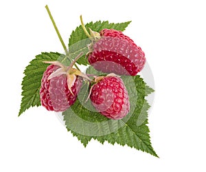 Raspberry berries with green leaf. Healthy food fresh fruit, iso