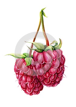 Raspberry berries on an isolated white background. Watercolor botanical illustration