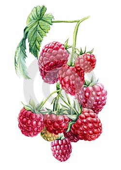 Raspberry berries on an isolated white background. Watercolor botanical illustration