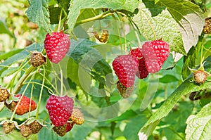 Raspberry berries are lit by the sun on the branches in the garden