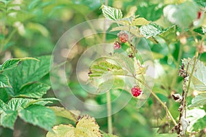 Raspberry berry on a branch of a green Bush. blurred background, blur. macro. wild raspberries, organic raspberries