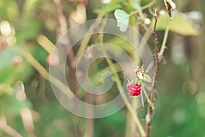 Raspberry berry on a branch of a green Bush. blurred background, blur. macro. wild raspberries, organic raspberries