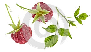 Raspberry berry with branch and green leaf set isolated on white background