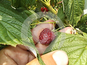 Raspberry on the palm