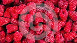 Raspberry in black container isolated on white background