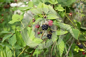 Raspberry blackberry berries in different stages of ripening on vine with green leaves