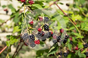 Raspberry blackberry berries in different stages of ripening on vine with green leaves