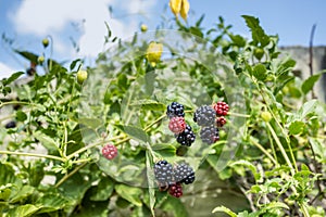 Raspberry blackberry berries in different stages of ripening on vine with green leaves under blue sky