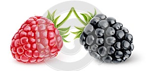 Raspberry and blackberry photo