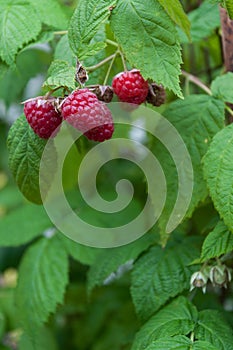 raspberry on a branch