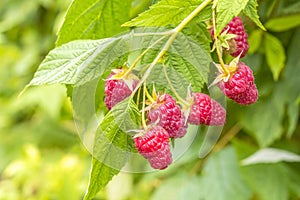 Raspberry on a branch