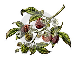 Raspberry branch botanical vintage illustration clip art isolate
