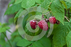 raspberry on a branch photo