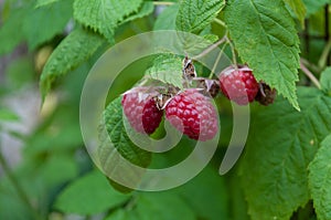 raspberry on a branch photo
