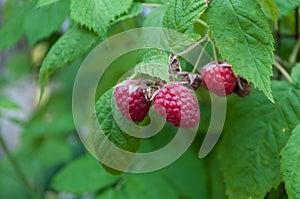 raspberry on a branch photo