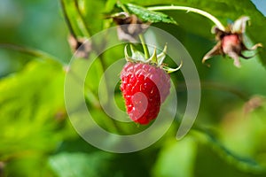 Raspberry on branch in garden. Large juicy ripe raspberries on branches, sunny summer day. Close up view of a ripe red raspberry