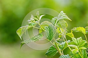 Raspberry branch with green leaves in the garden on a blurred background