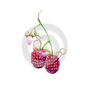 Raspberry on a branch. Isolated on white background