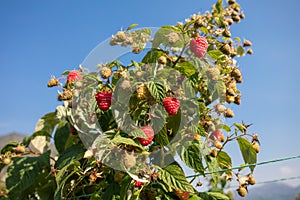Raspberry - a branch rich in green and ripe red fruits