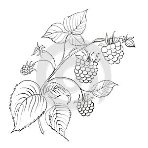 Raspberry branch