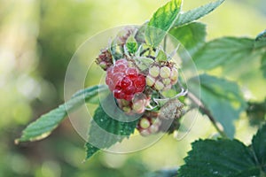 Raspberry branch with ripe red berries.