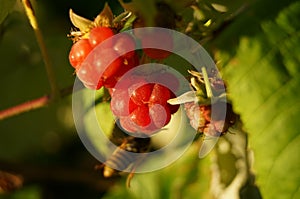 Raspberry on a branch
