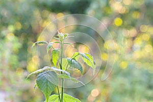 Raspberry bush on a background of solar bokeh