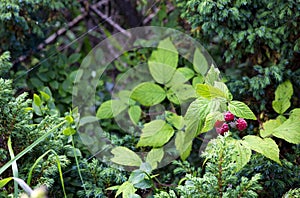 Raspberry bush in the forest. Raspberry berries in the grass. Berries and leaves of wild raspberries