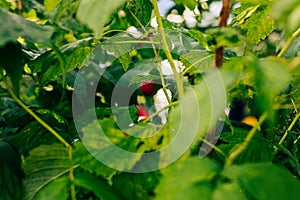 Raspberry bush in garden selective focus