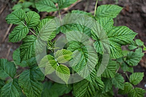 Raspberry bush, green raspberry bush, green mania, beautiful green raspberry leaf, blackberry green leaf