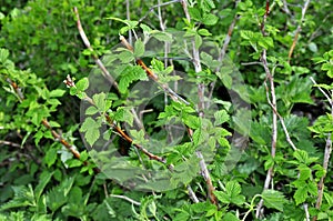 Raspberry bush, green raspberry leaves, branches of a raspberry bush