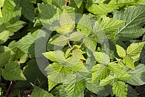 Raspberry bush, green raspberry leaves, branches of a raspberry bush, a young branch of a raspberry bush in summer