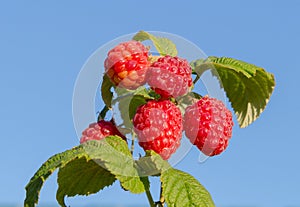 Raspberry bush plant. Branch of ripe raspberries