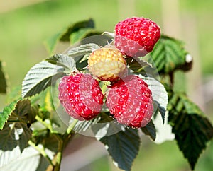 Raspberry bush plant. Branch of ripe raspberries